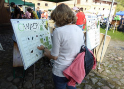 Wielkie_Smażenie_Powideł_w_Mniszkach_2