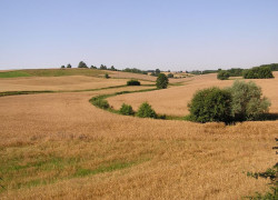 Pszczewski_PK