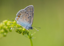 Modraszek_amandus_w_Krzesińskim_PK_fot._Krzysztof_Gajda