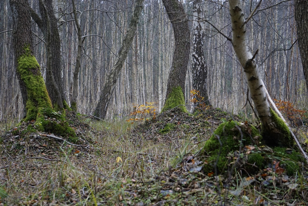 2017.11 wysychające torfowisko NBW 2
