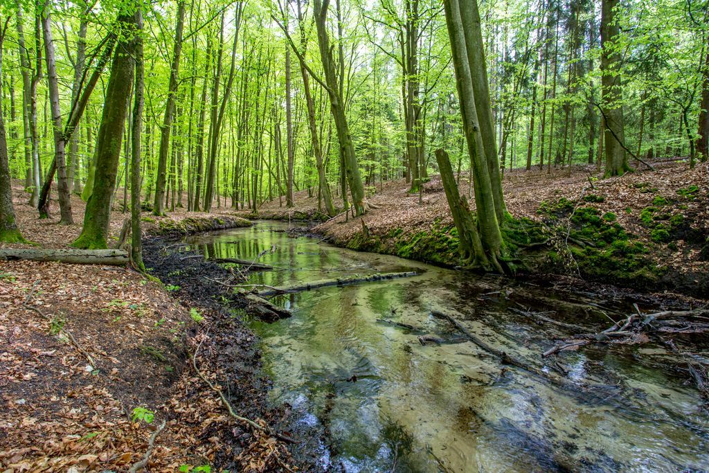 Rezerwat Rzeka Przyłężek, fot. K. Gajda Jezioro Zieleniawe w rezerwacie fot. A.Szmatowicz