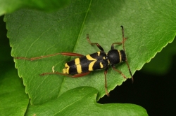 Naśladujący ubarwieniem osy biegowic osowaty Clytus arietis Naśladujący ubarwieniem osy biegowic osowaty Clytus arietis