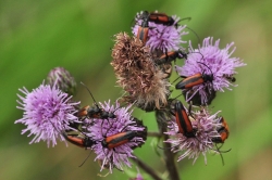 Strangalie czerniawe Stenurella melanura należą do najpospolitszych gatunków 4 strangalia czerniawa