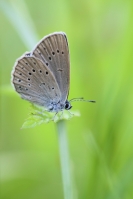 modraszek telejus fot.K.Gajda