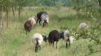 pomocne owce z rasy Wrzosówka fot. P. cieniuch
