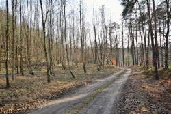 Droga leśna w Pszczewskim Parku Krajobrazowym fot. Katarzyna Kopka