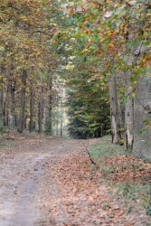 Jesienny las fot. Katarzyna Kopka