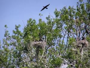 Kolonia kormoranów w rezerwacie Jezioro Wielkie.fot. Archiwum PPK