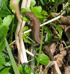 Jaszczurka żyworodna