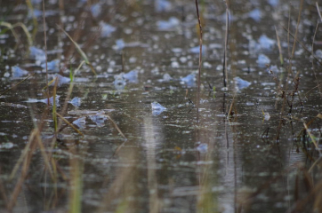 20130416 gody żaby moczarowej Jakub Stawiarski 48