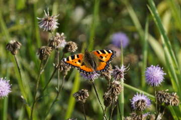 20160725 rusalka pokrzywnik swierkocin NB