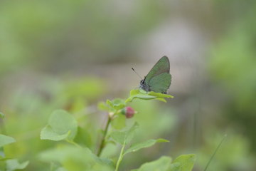 zieleńczyk ostrężyniecIC