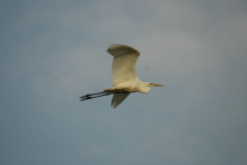 Czapla biała czapla_biala