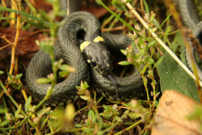 Zaskroniec zwyczajny Zaskroniec zwyczajny