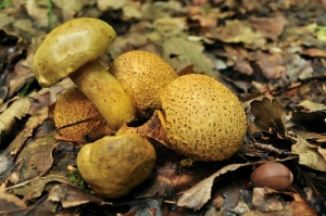 podgrzybek_pasozytniczy_2