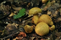 podgrzybek tęgoskórowy