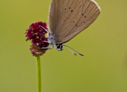 Fot_03